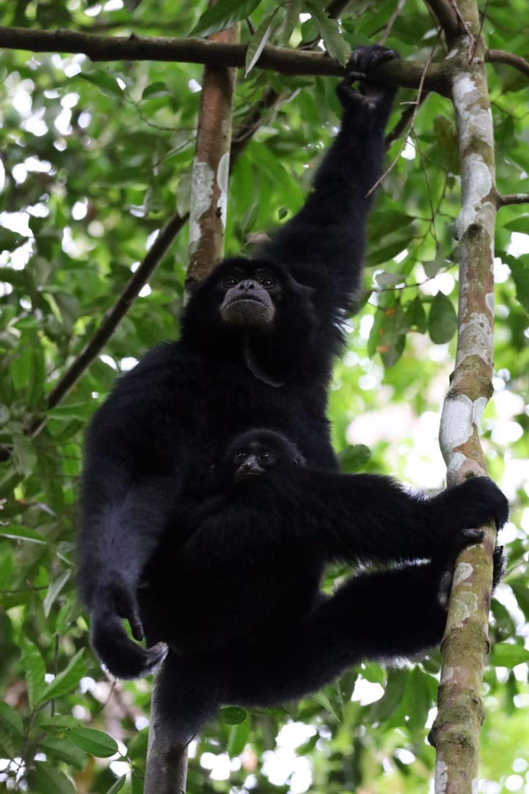 R5 Keramba Inn Bukit Lawang Luaran gambar