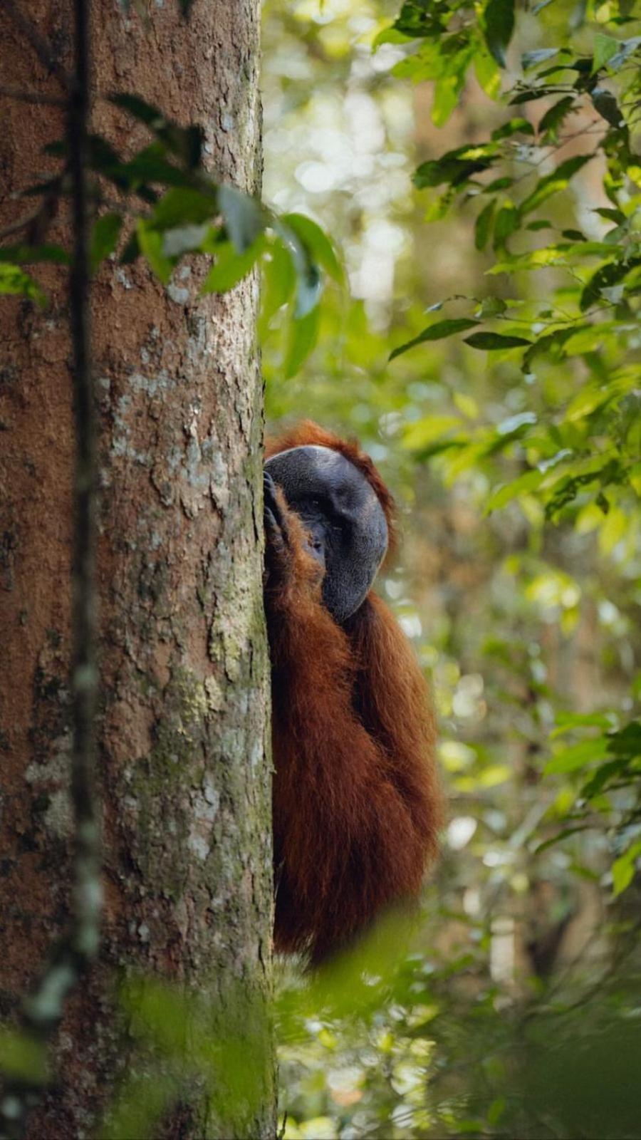 R5 Keramba Inn Bukit Lawang Luaran gambar