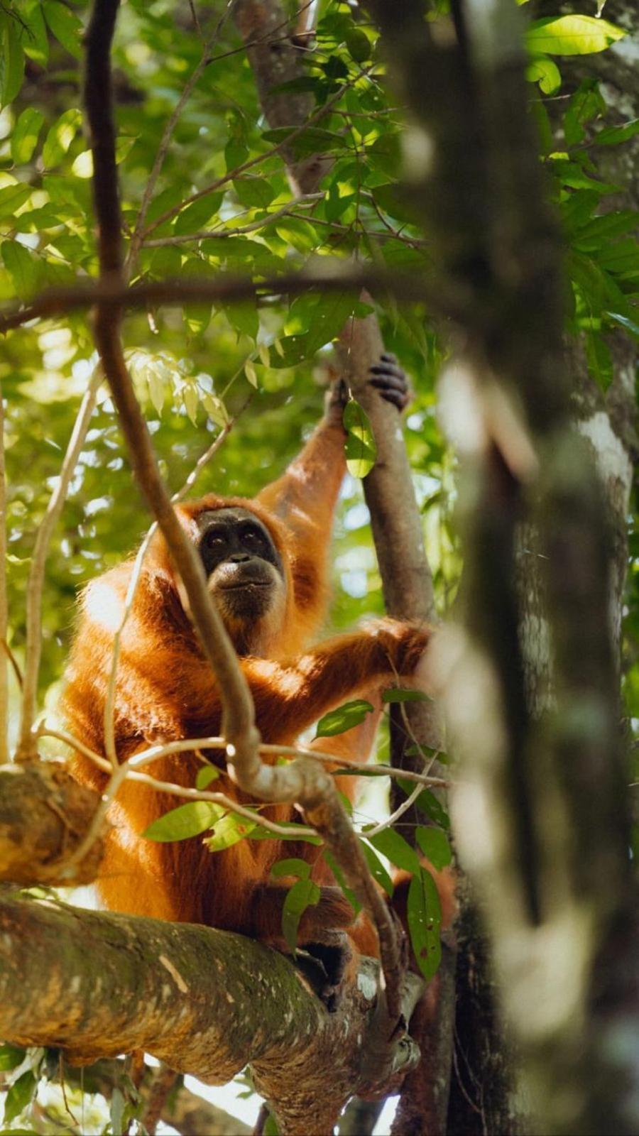 R5 Keramba Inn Bukit Lawang Luaran gambar