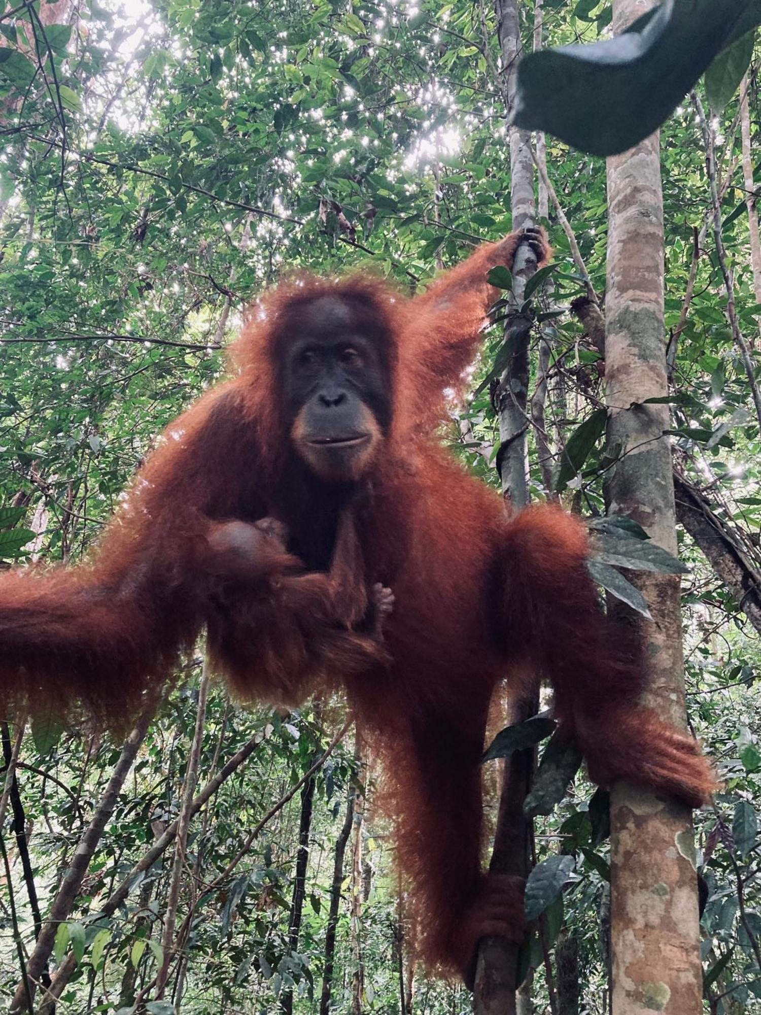 R5 Keramba Inn Bukit Lawang Luaran gambar